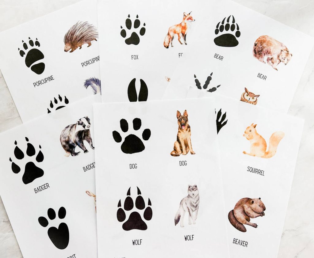 Printable Animal Tracks
