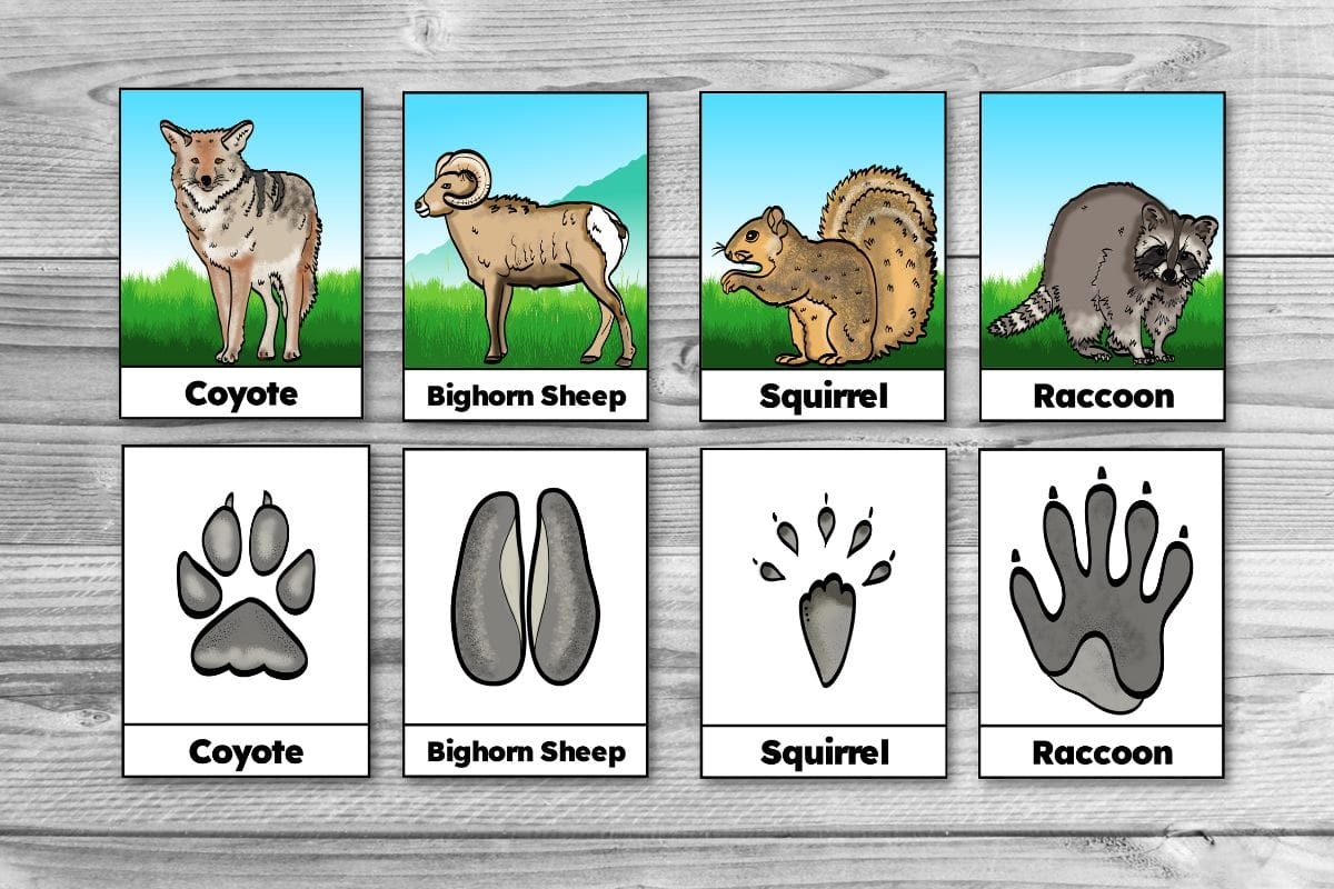 Free Printable Winter Animal Tracks Identification amp Matching Cards