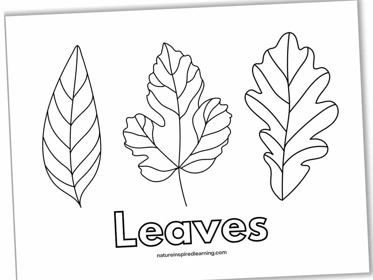 Leaves Coloring Pages Printable
