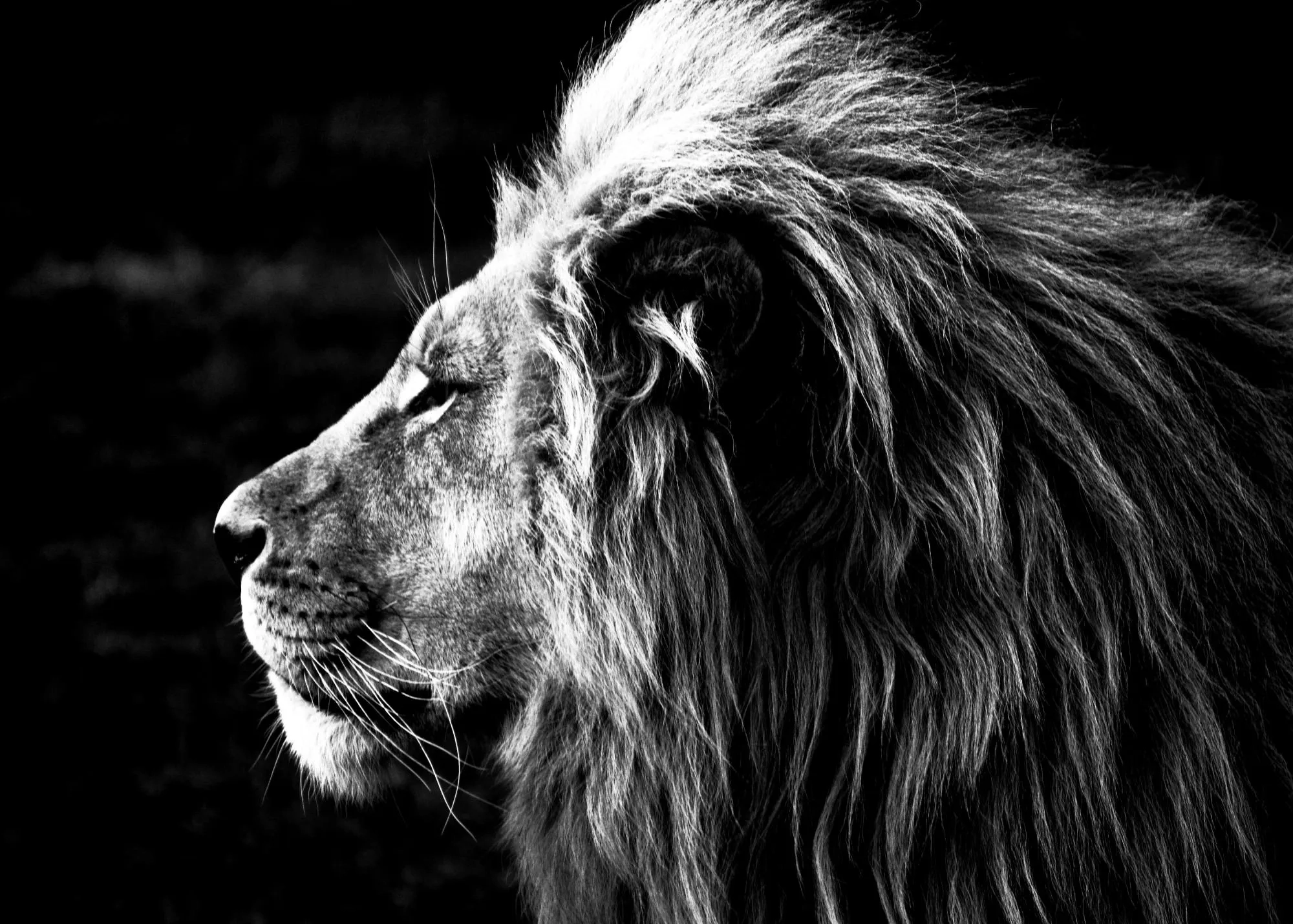 Lion Black And White Poster Monochrome Wildlife Wall Art 