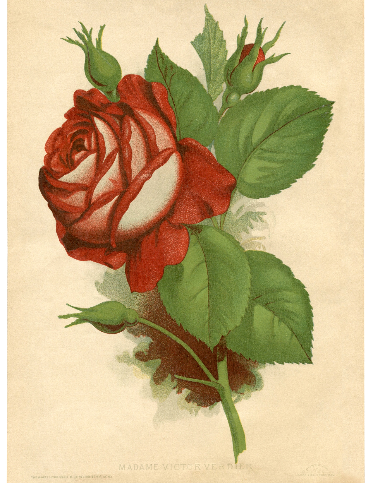 Free Vintage Printables