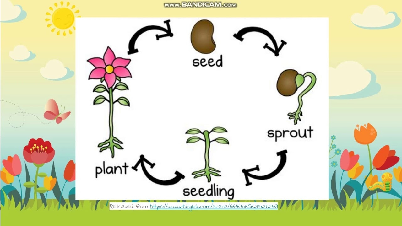 3 26 Life Cycle Of Plants