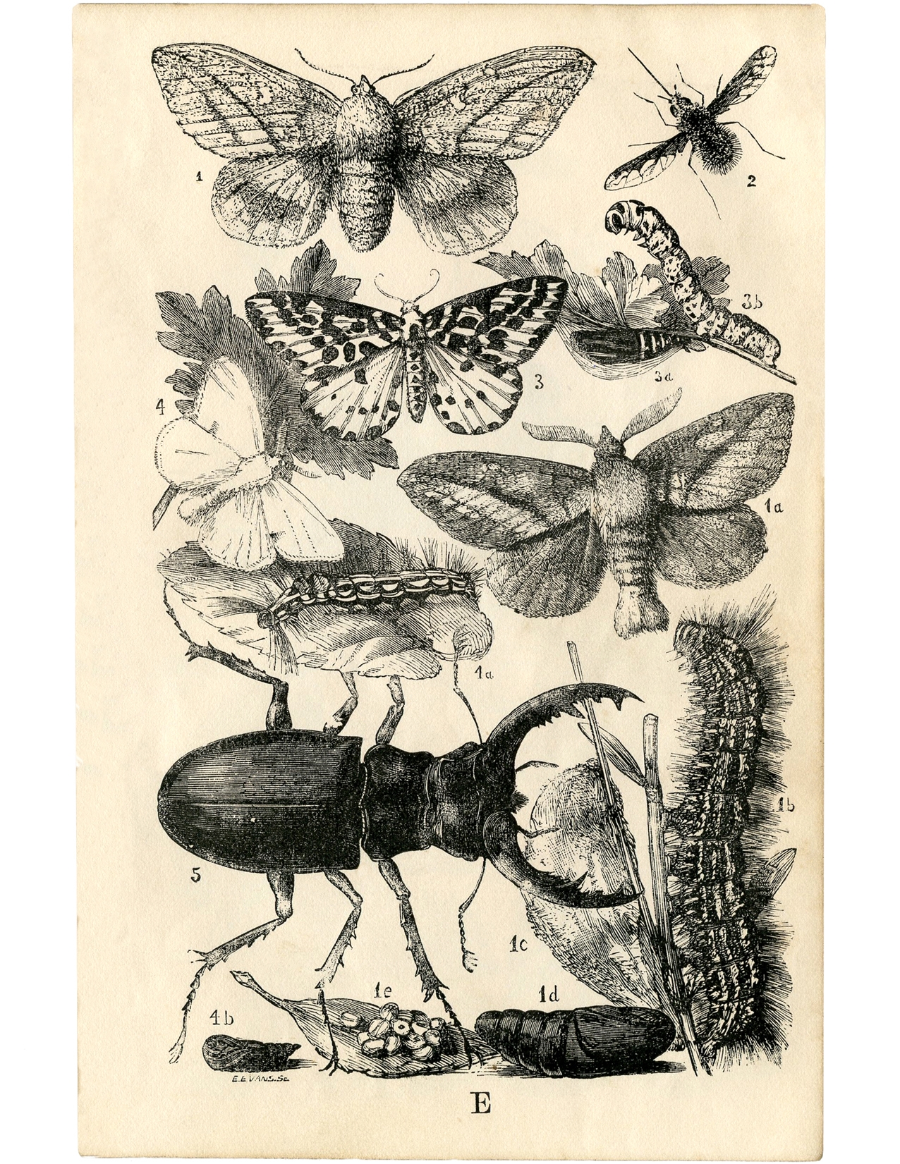 Insects Art Guide Printable