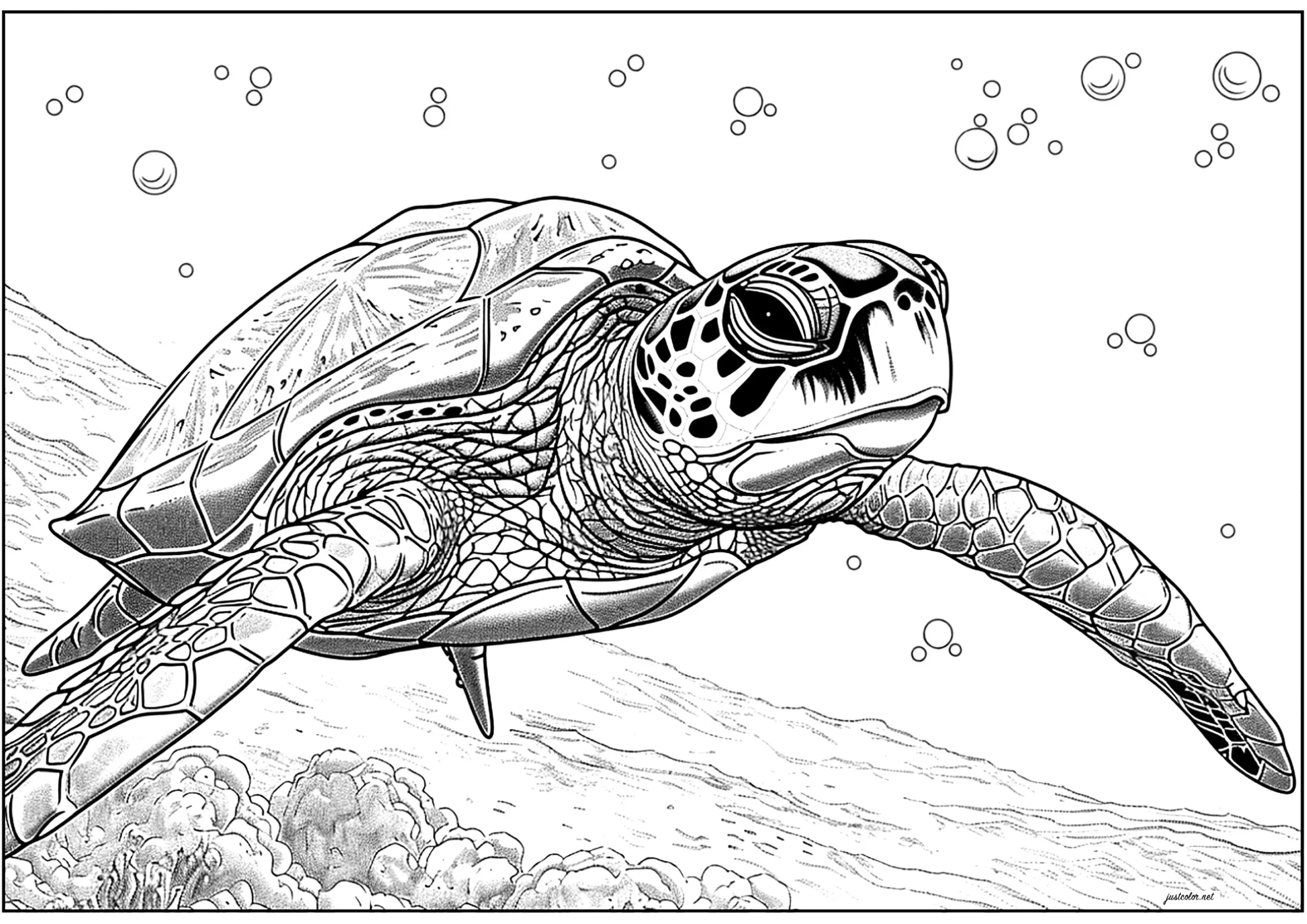 Beautiful Swimming Turtle Turtle And Tortoise Coloring Pages For 