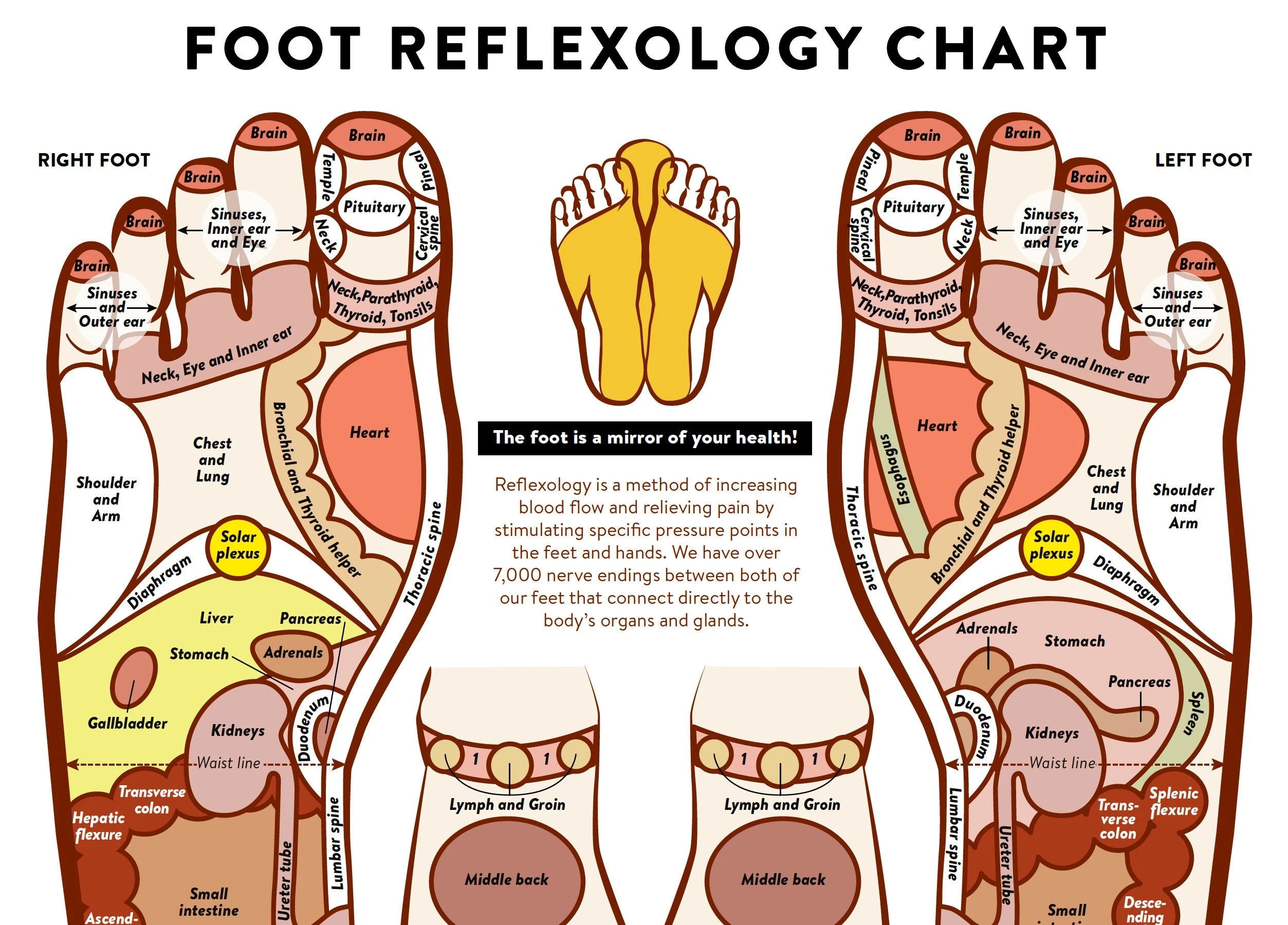 Foot Acupressure And Reflexology Chart PRINTABLE INSTANT 