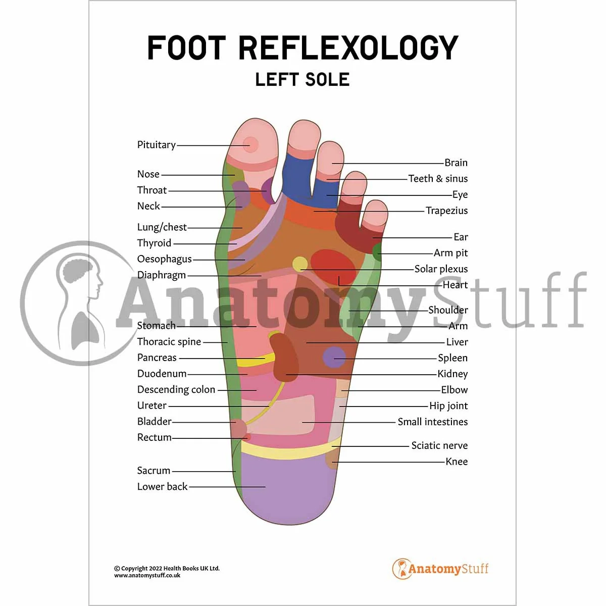 Printable Foot Reflexology Chart