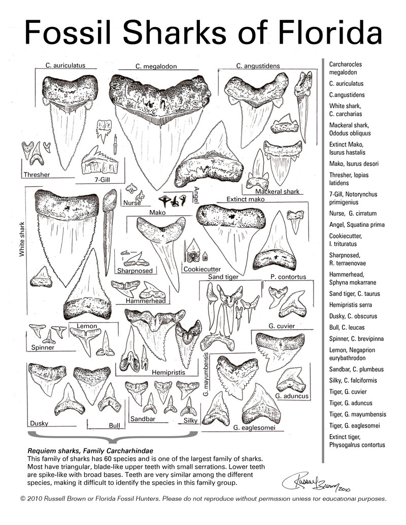 Printable Shark Teeth Identification
