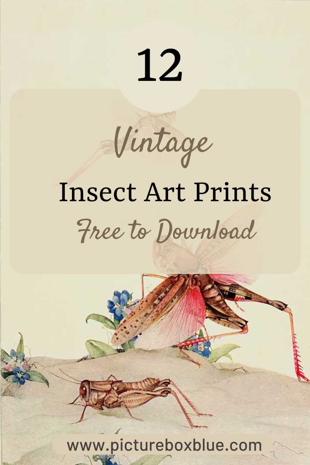 Free Insect Art From Fabre s Book Of Insects Picture Box Blue