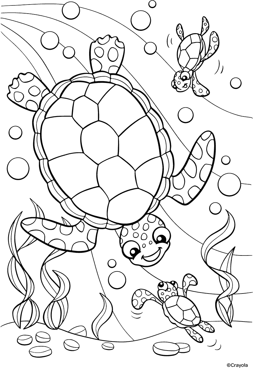 Free Printable Turtle Coloring Page