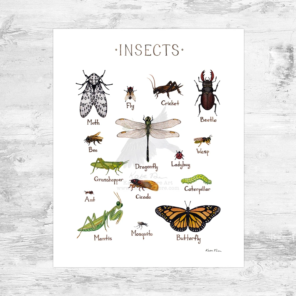 Insects Field Guide Art Print