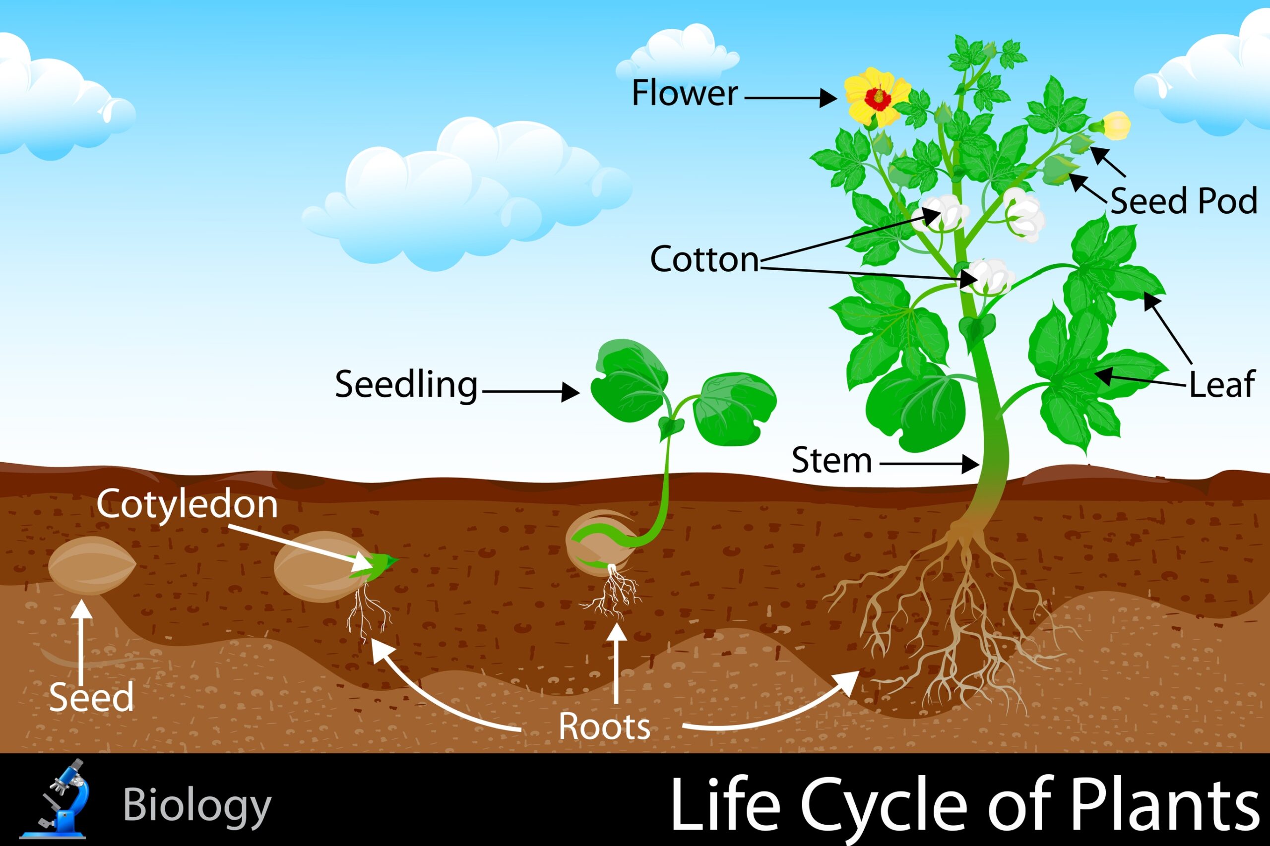 Life Cycle Of Plants KidsPressMagazine