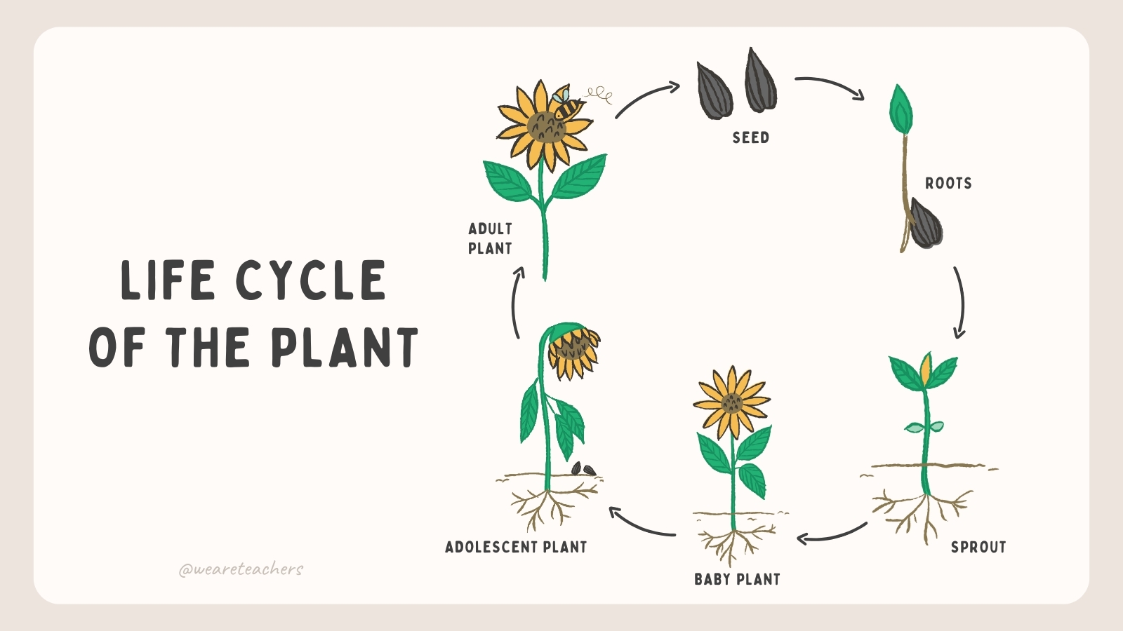 Plant Life Cycle For Kids