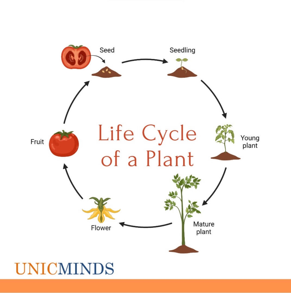 Plant Life Cycle For Kids UnicMinds