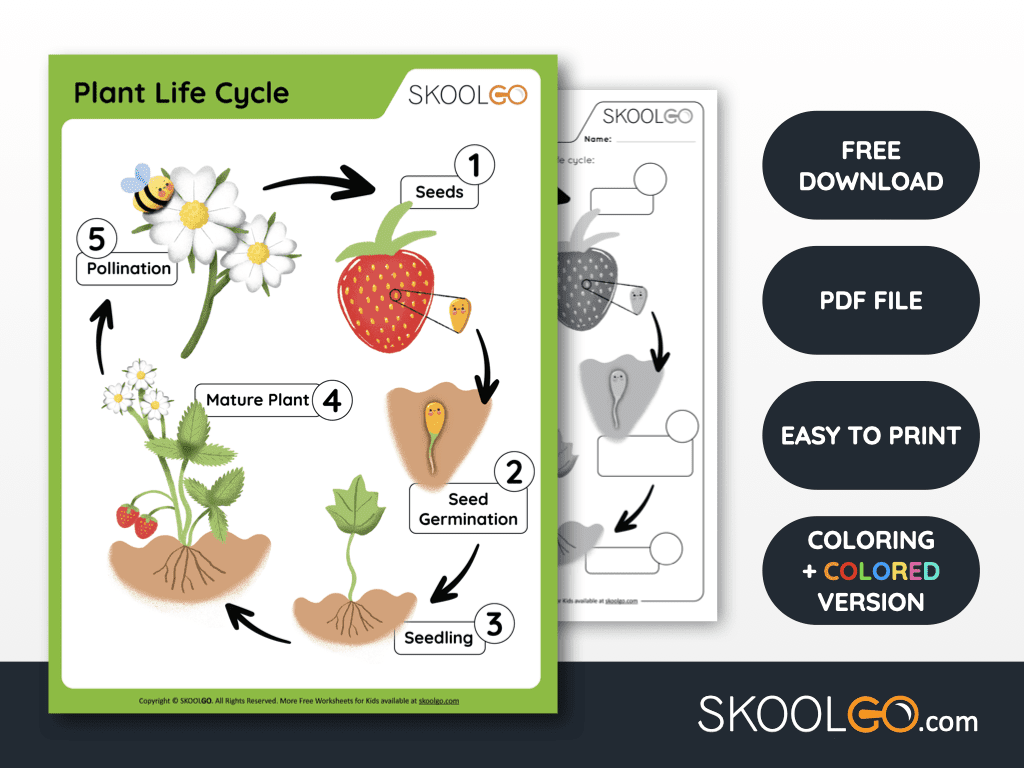 Plant Life Cycle Printables