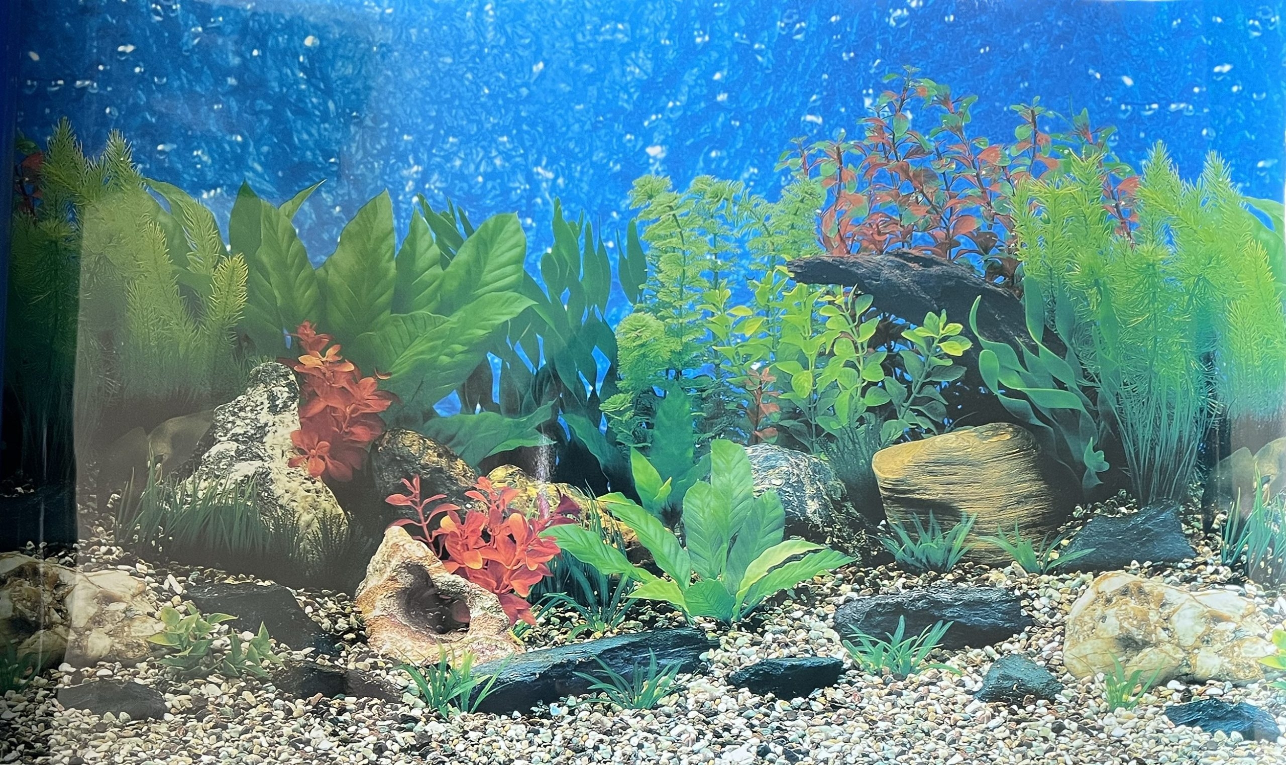 Printable Fish Tank Backgrounds COOLL Colorful Aquarium Backdrop 