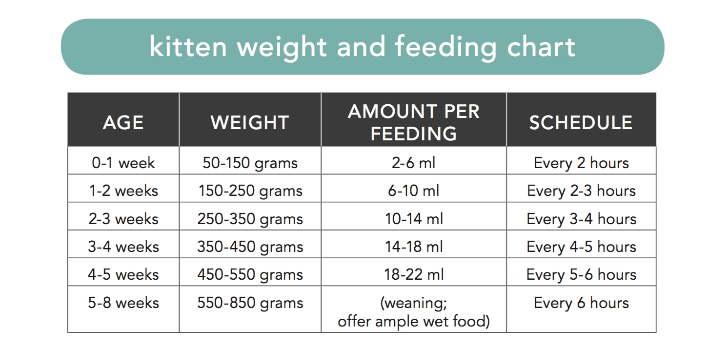 Printable Neonatal Kitten Feeding Chart Newborn How Much To 