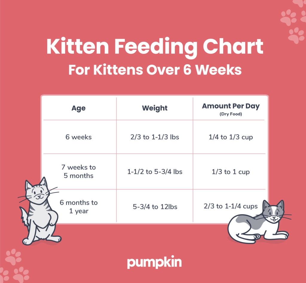 Printable Neonatal Kitten Feeding Chart Newborn What Can Week Old 