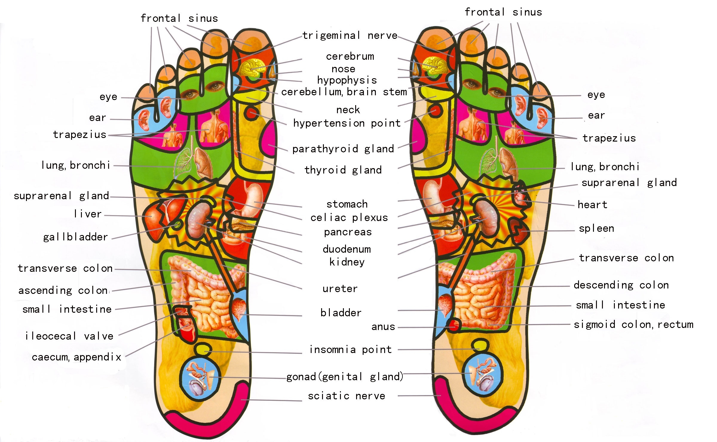 Reflexology Foot Chart Printable