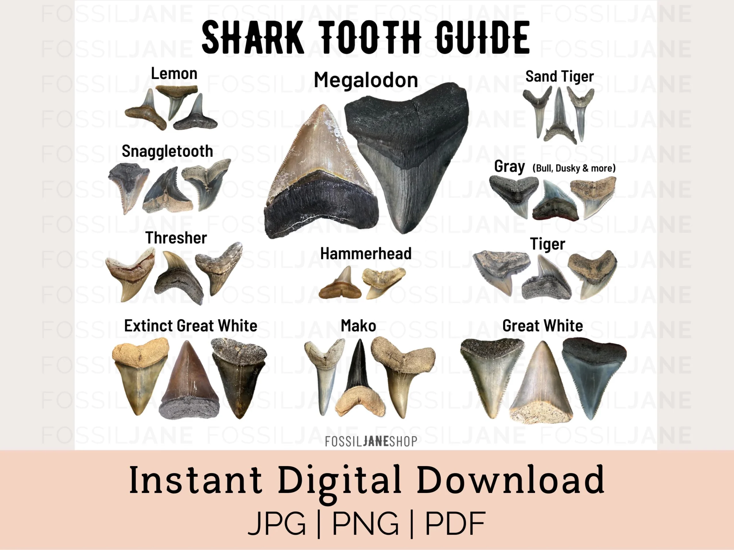 Shark Tooth Identification Guide Instant Download Fossil ID Card 