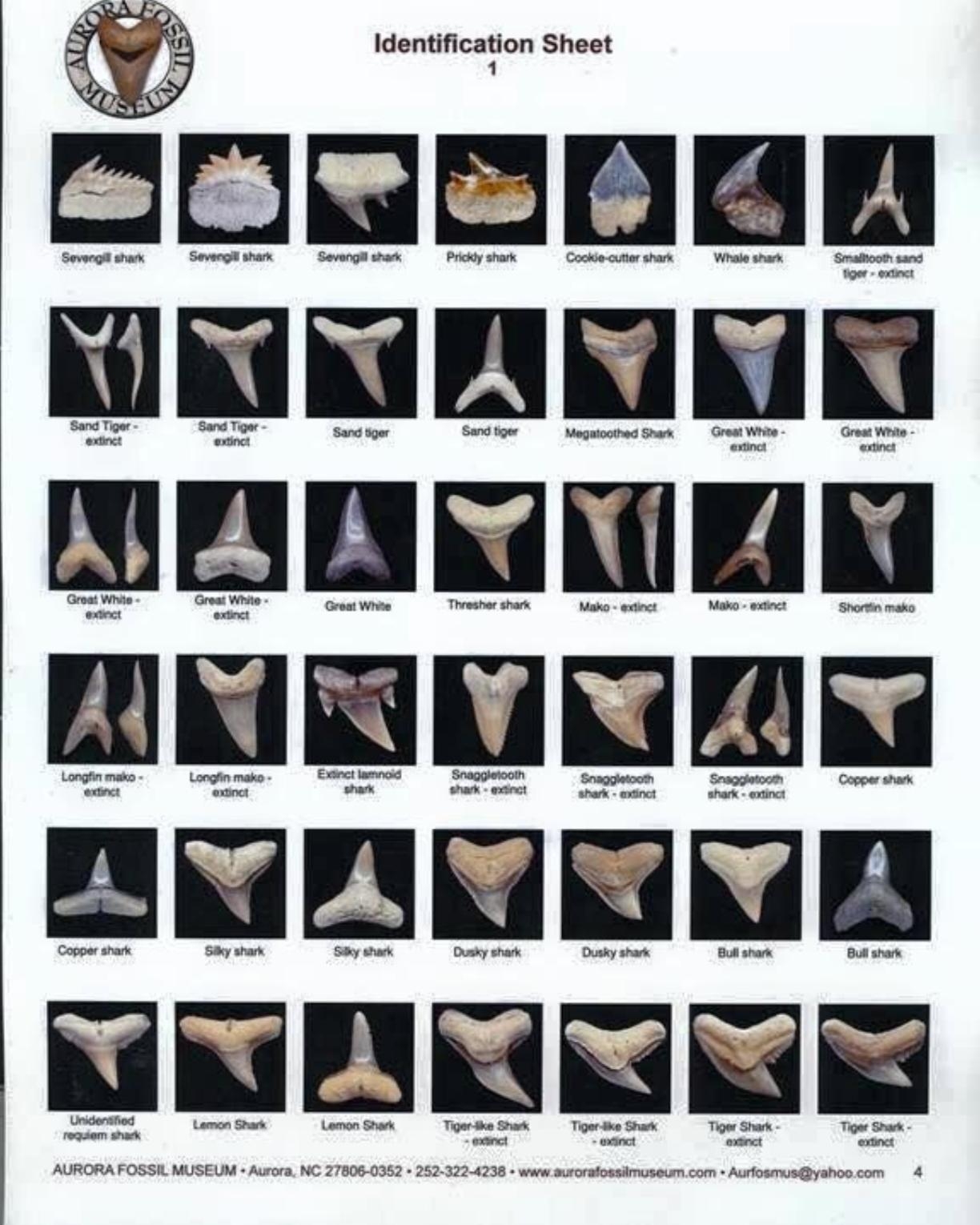 Shark Tooth Identification Sheet To Help All You Shark Teeth 
