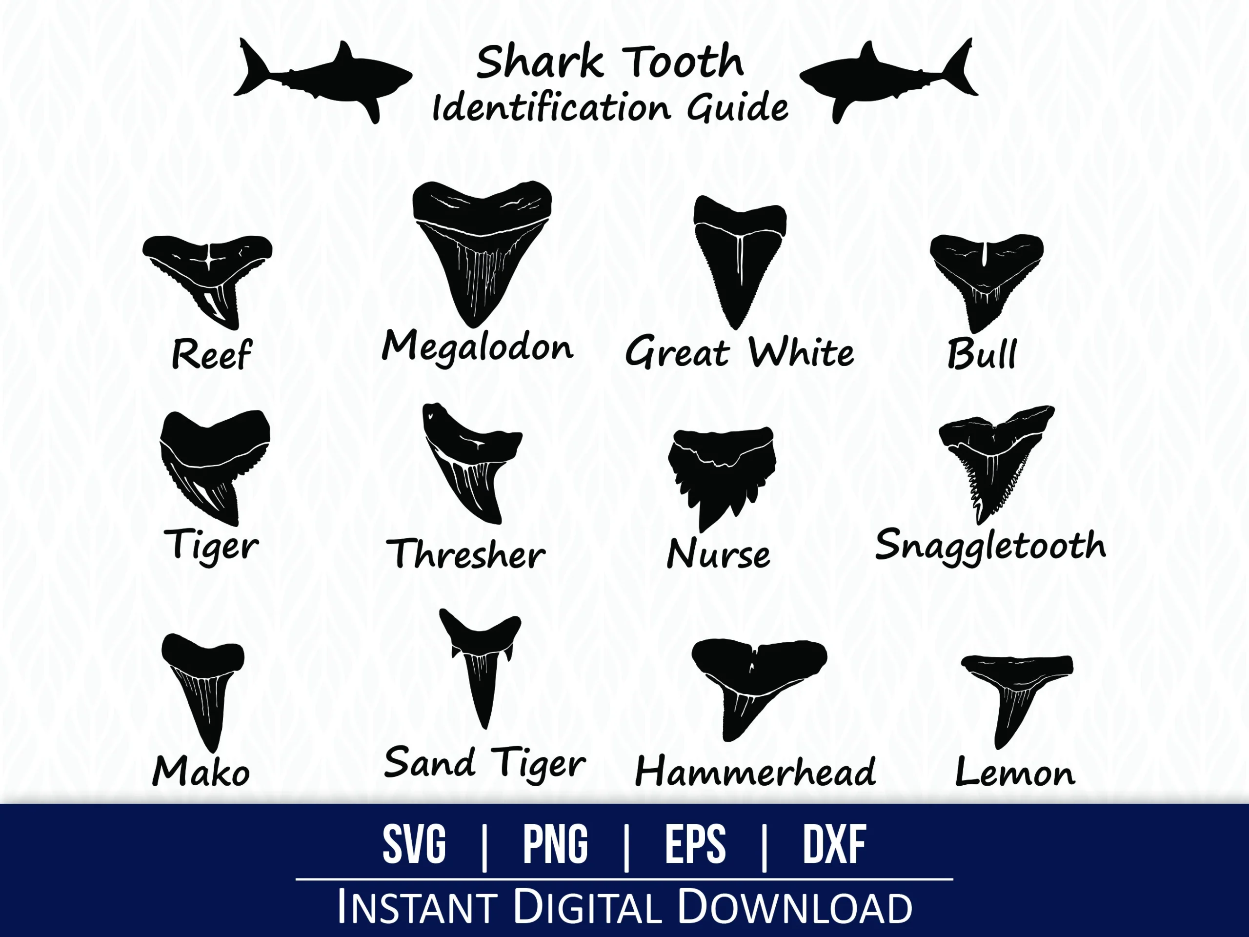 Shark Tooth SVG Shark Teeth Guide Shark Tooth Identification 