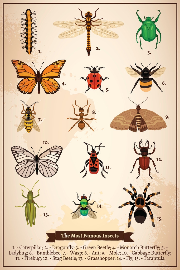 The Most Famous Insects Vintage Book Page Diagram Insect Wall Art 